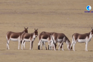 GLOBALink | Xizang in numbers: Sound eco-environment