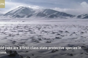 Population of protected wild yak sees stable growth in China