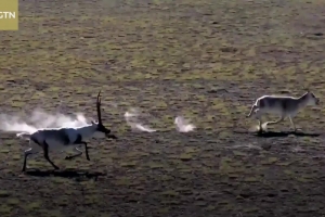 Mating season for Tibetan antelopes begins in NW China