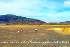 Tibetan antelopes soak up the sun in Altun Mountains