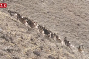 Flocks of argali sheep cross over mountains in NW China