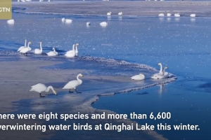 Migratory birds descend on N Chinese cities