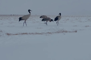 Cranes are hanging out in the snow-blanketd Flower Lake in Sichuan's Zoige County
