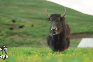 Mesmerizing natural landscape of Derge County, Sichuan's Garze Tibetan Autonomous Prefecture
