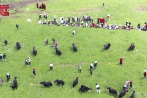Golok, Qinghai: Jigzhi Yak 