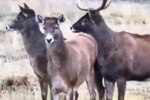 White-lipped deer spotted roaming in China's Qinghai