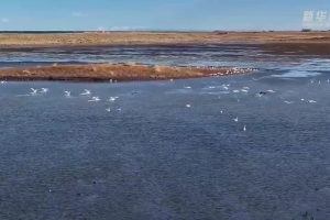 An unexpected encounter with swans by Qinghai Lake