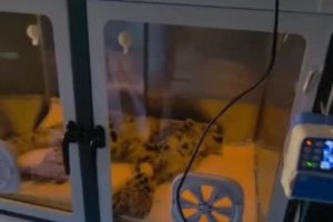 Severely injured snow leopard cub rescued in China's Qinghai