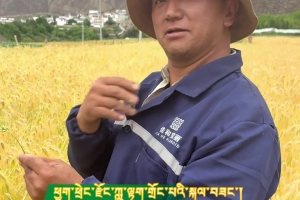 Listen to the story of the seven-grain highland barley of Chatreng County, Garze