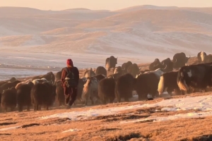 Click the video and experience the most authentic nomadic life on the grassland of Chindu County, Yushu