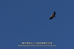 Experts: During the recognizing of the reincarnated Living Buddha, a three-part process must be undertaken from searching to enthronement