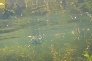 Scientist unlocks secrets of Xizang's alpine wetlands