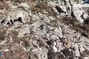 Drone captures rare snow leopard in China's Qilian Mountains