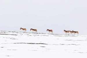 A large herd of Tibetan wild donkeys stroll in the white landscape in Yushu City, Qinghai Province