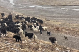 Herders from Jiza Township, Yushu, Qinghai Province guide their livestock through the deep snow