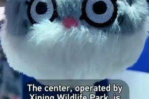 Meet the furry 'ambassadors' of the Qinghai-Xizang plateau
