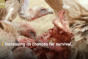The Himalayan vultures- A rare feast