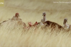 The Himalayan vultures- Fighting for food