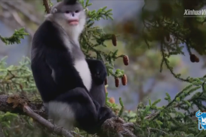Yak Video | Paradise for snub-nosed monkeys in China's Tibet