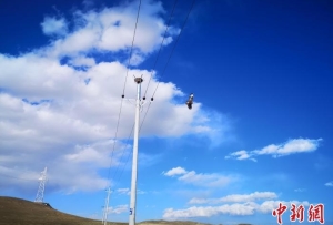 青海海西：舊電桿上裝“鷹架” 避免電網(wǎng)總跳閘
