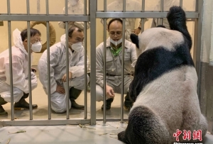 國臺辦：贈臺大熊貓“團團”身體狀況逐步向好