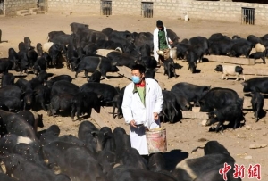 西藏林芝：藏香猪在小康大道上“赛跑”