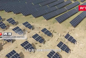 青海：“牧光互補”荒漠變綠洲 草豐羊肥人富