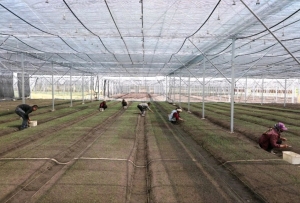 色達縣:萬畝中藏藥材基地成效初顯 群眾致富路上藥香濃