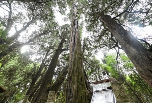 總書記走的這條古蜀道，何以青翠依舊？