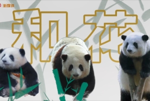 頂流來了！花花帶你游成都看大運