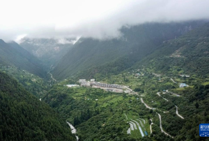 西藏錯那：勒布溝莓茶產業帶動鄉村振興