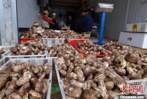 云南迪慶：4萬人依托松茸實現增收