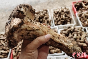 云南省迪慶州：4萬人依托松茸實現增收