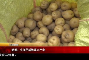 迭部：小洋芋成致富大產業