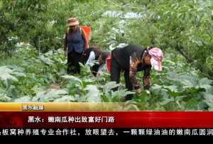黑水：嫩南瓜種出致富好門路