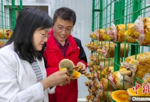 西藏首次試種成功的桑黃獲收