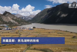 西藏昌都：然烏湖畔的秋收