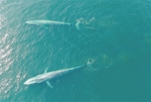 多種動物受高溫和熱浪影響的結果出爐——它們可能比人類更怕熱