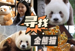 VLOG丨找到了！原來真有“金”熊貓
