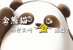 天府新視界丨金熊貓，為什么叫“金”熊貓