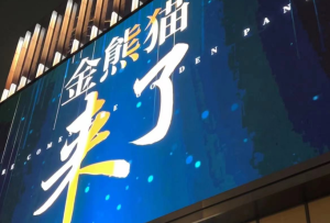 滿城盡帶“金熊貓” 成都秋天的“顯眼包“是它