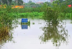 廣東茂名70多條鱷魚(yú)出逃，當(dāng)?shù)兀褐苓吘用癖M量不出門(mén)