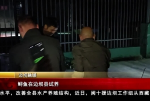 鱘魚在邊壩縣試養