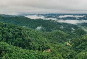 “普洱景邁山古茶林文化景觀”申遺成功