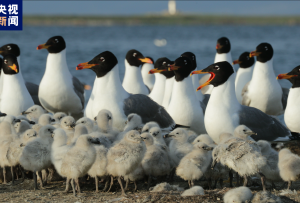 432種！青海野生鳥類種類約占全國三分之一