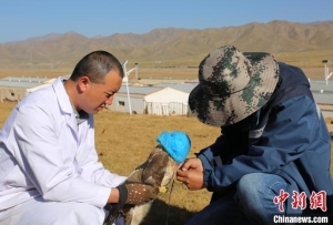 祁連山國家公園野生動物救護繁育站首次對放歸動物進行衛(wèi)星跟蹤
