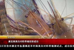 康定南美白对虾养殖初获成功