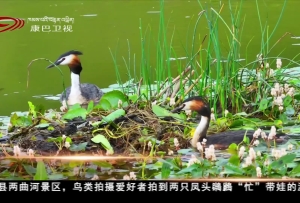 甘孜州炉霍：凤头鸊鷉带娃“忙”