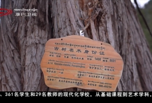 昌都市類烏齊伊日鄉小學 高原上的“森林學堂”