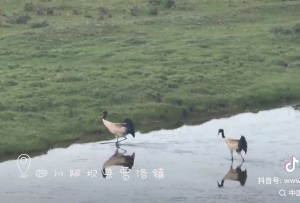 Aba, Sichuan: A Pair of Black-Necked Cranes Wandering Through the Wetland